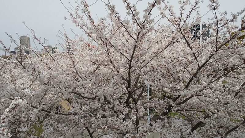 桜。。。。