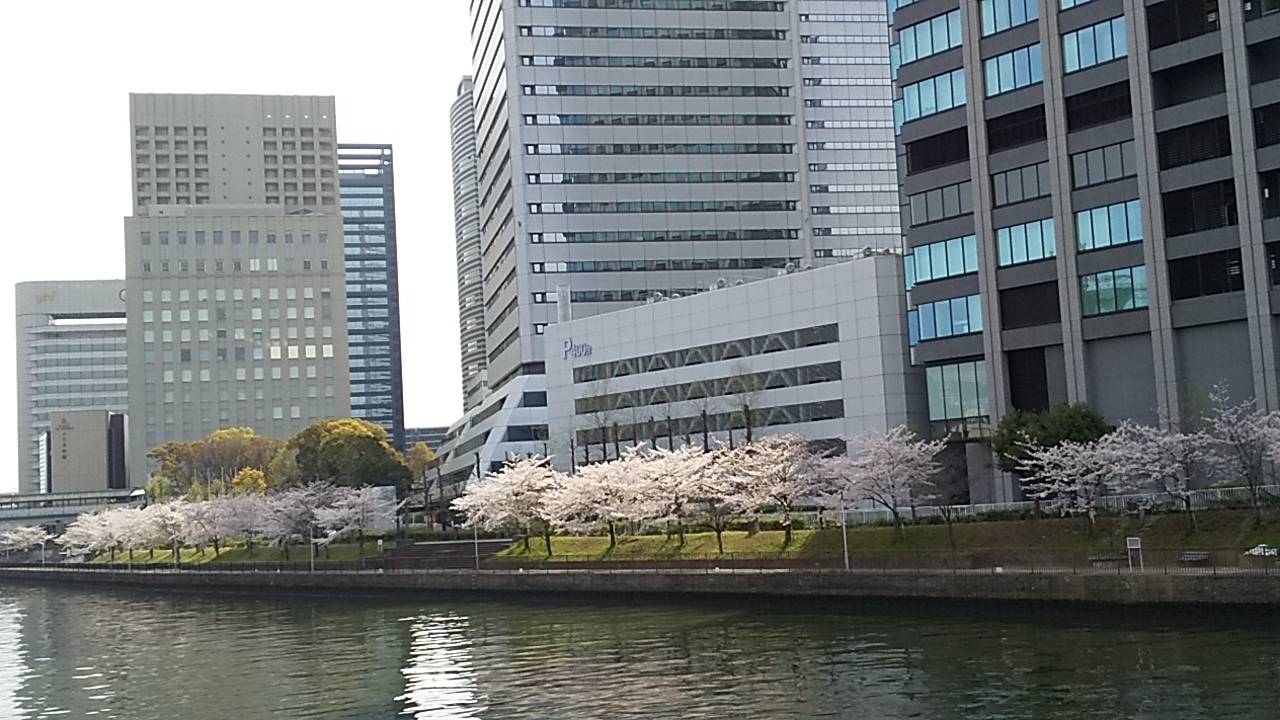 隠れ桜スポット