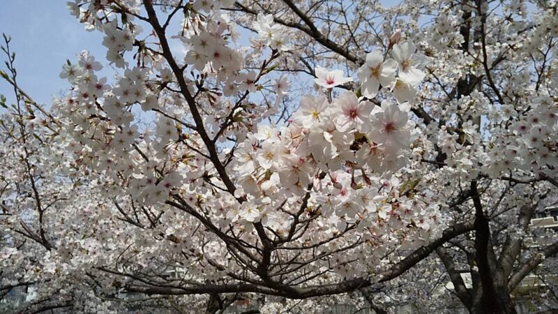 桜。。